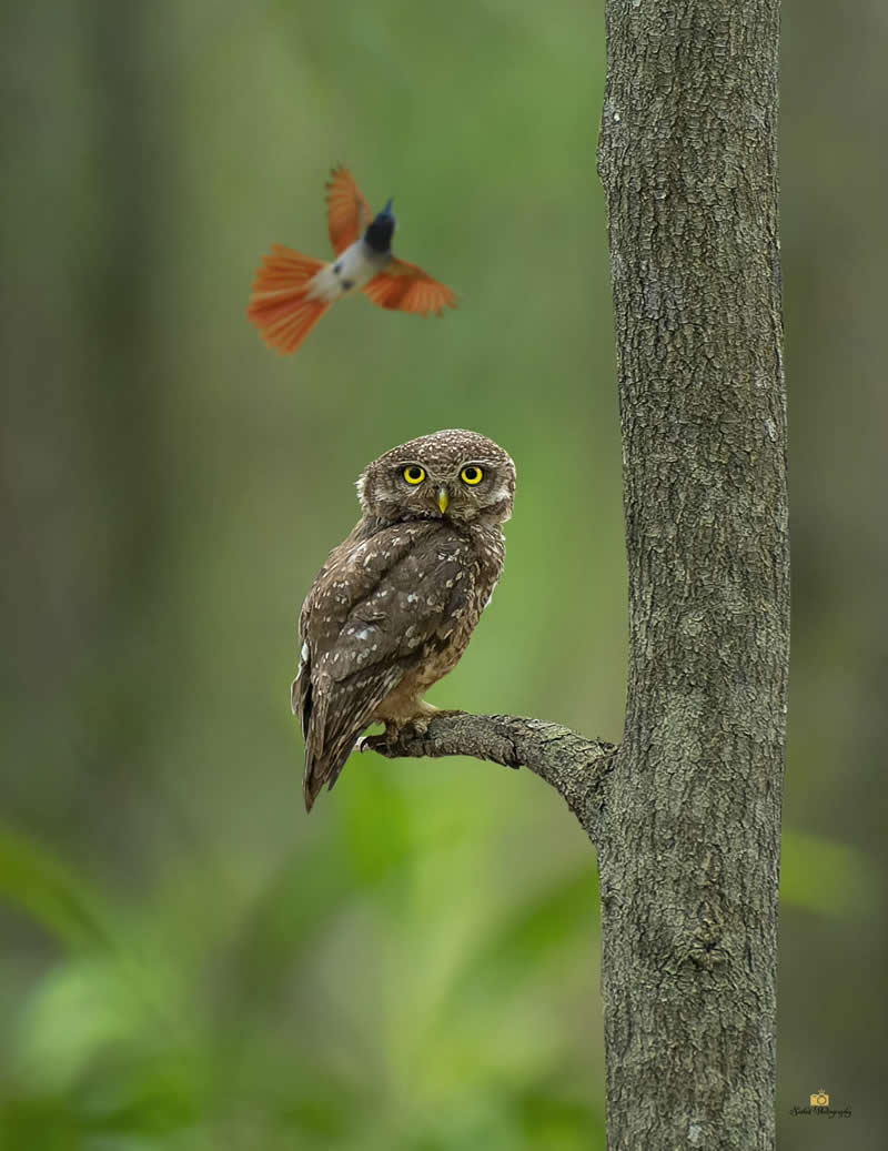 Spotted Owlet - Indian Bird Photography by Saikat Banik