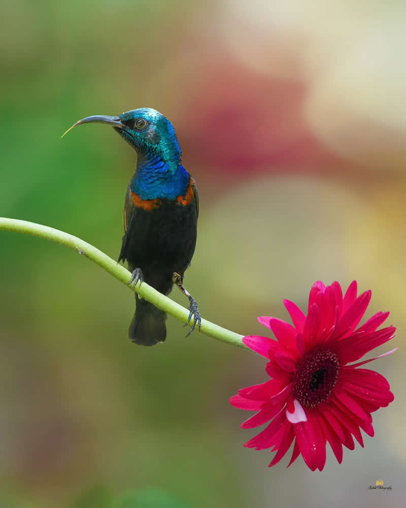 Purple Sunbird - Indian Bird Photography by Saikat Banik