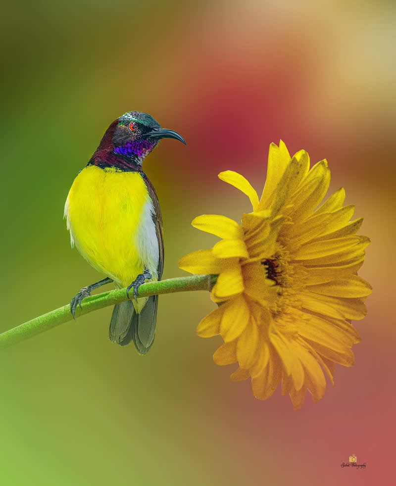 Purple Rumped Sunbird - Indian Bird Photography by Saikat Banik