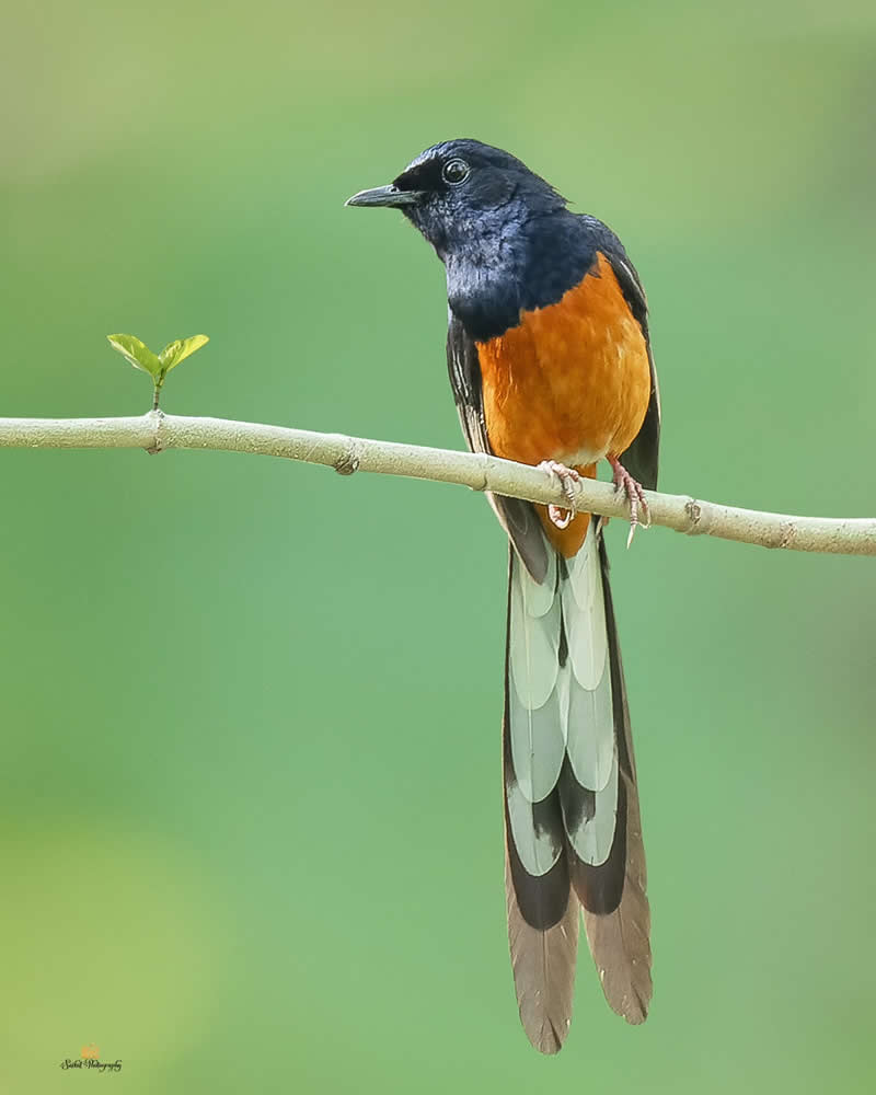 White Rumped Shyama - Indian Bird Photography by Saikat Banik