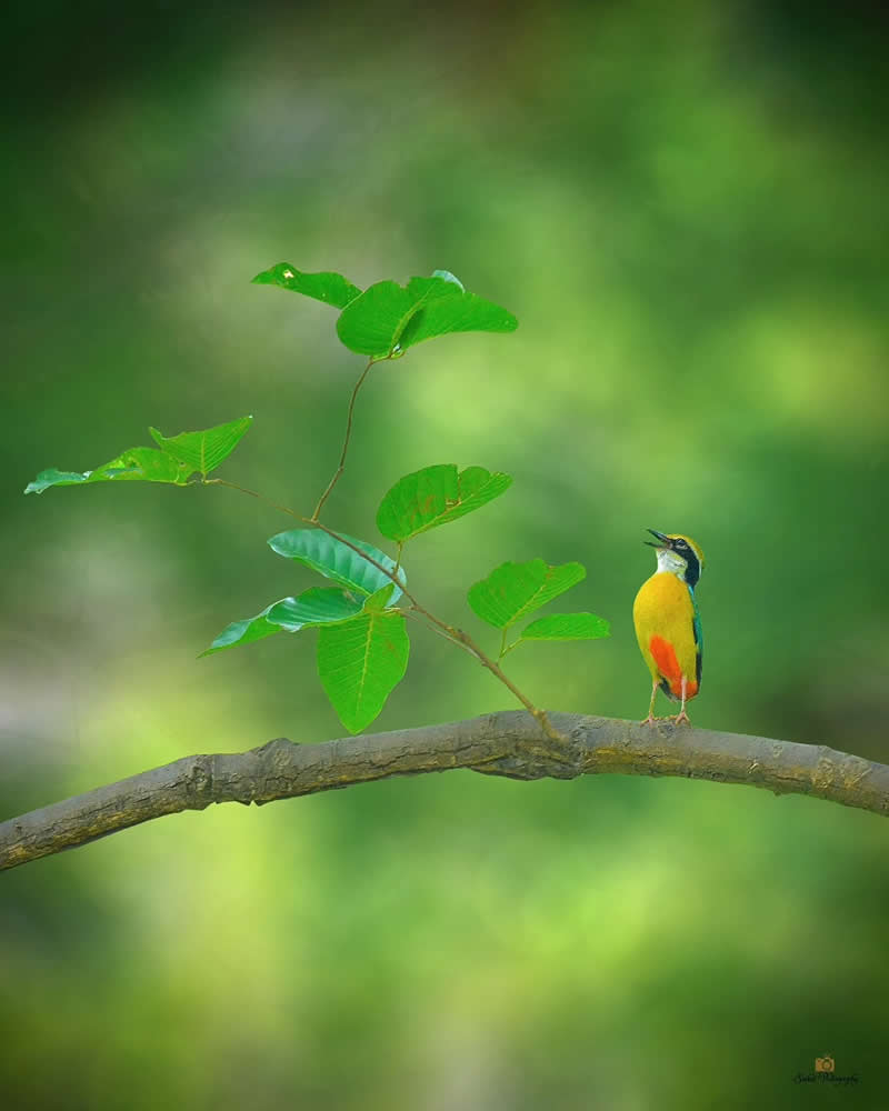 Indian Pitta - Indian Bird Photography by Saikat Banik