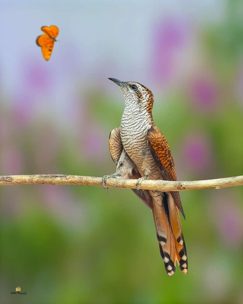 Banded Bay Cuckko - Indian Bird Photography by Saikat Banik