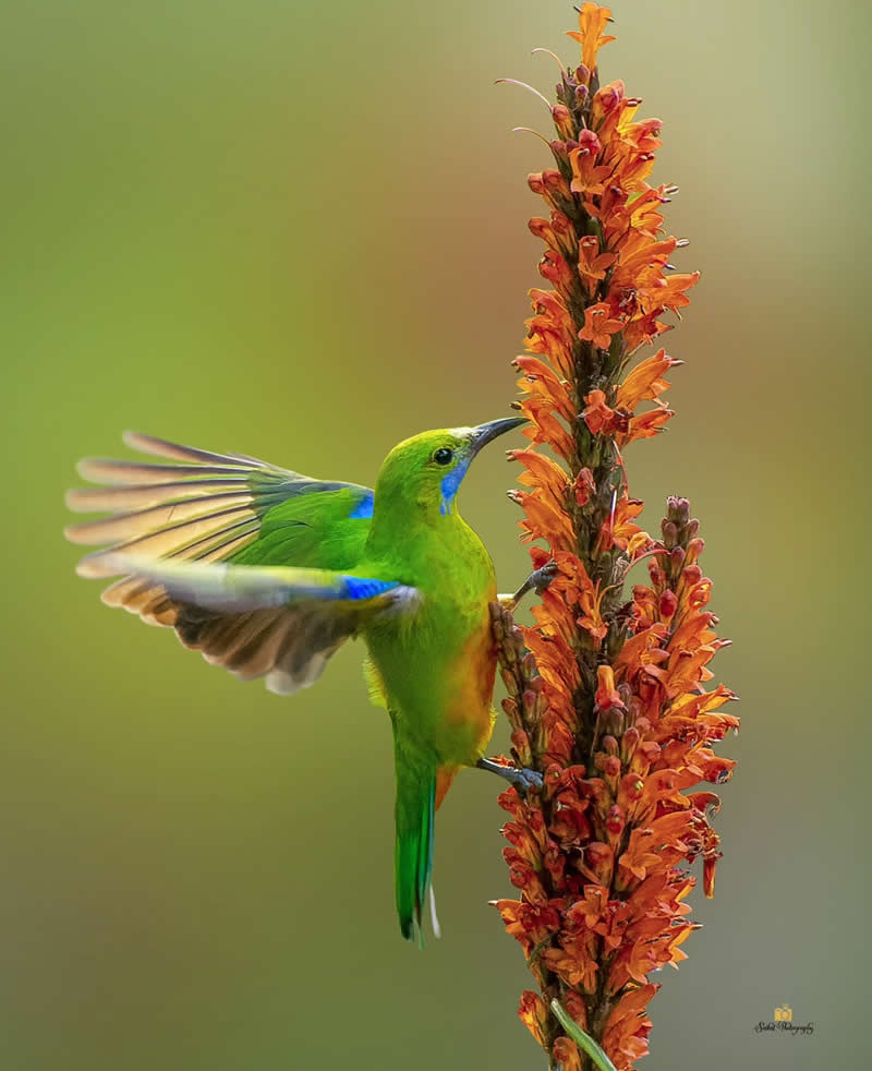 Orange Belied Leafbird - Indian Bird Photography by Saikat Banik