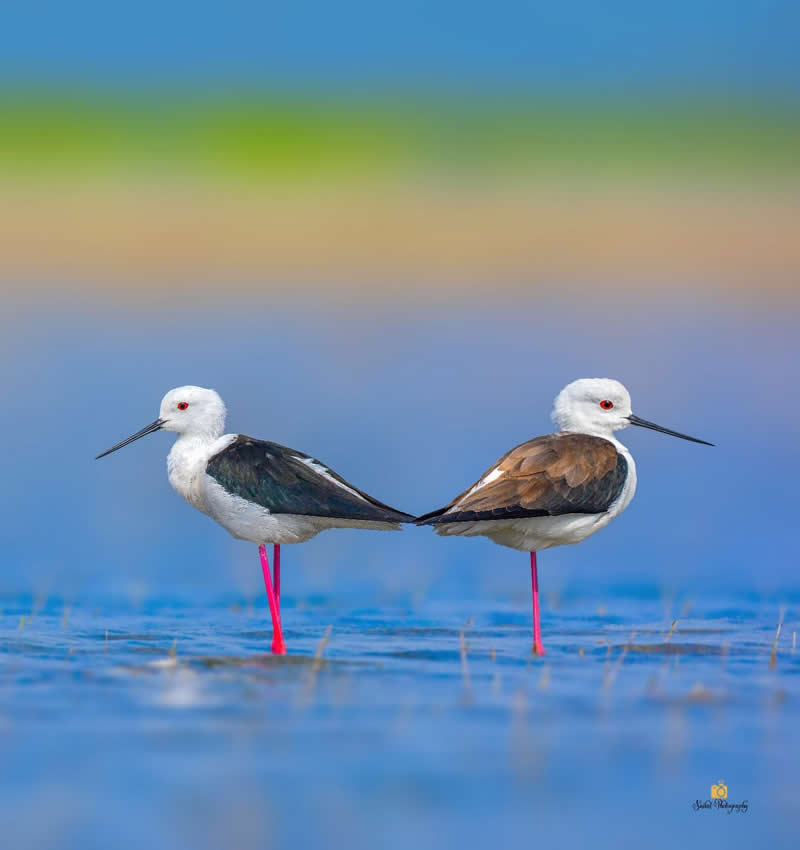 Black Winged Stilt - Indian Bird Photography by Saikat Banik