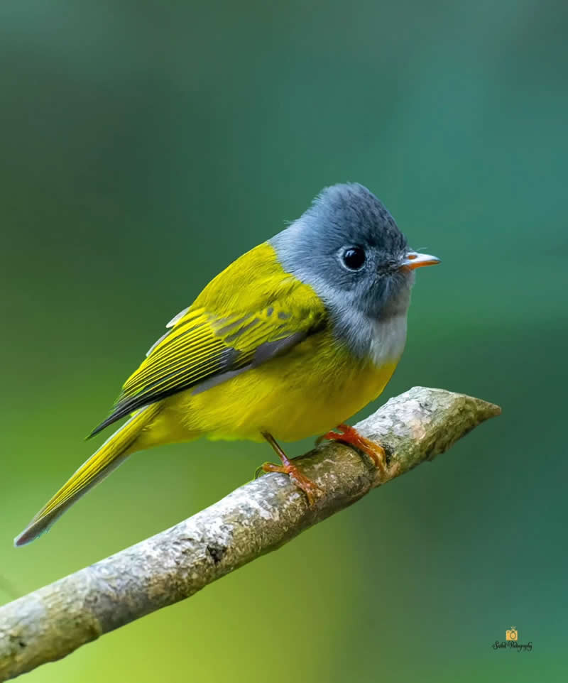 Gray Headed Canary Flycatcher - Indian Bird Photography by Saikat Banik
