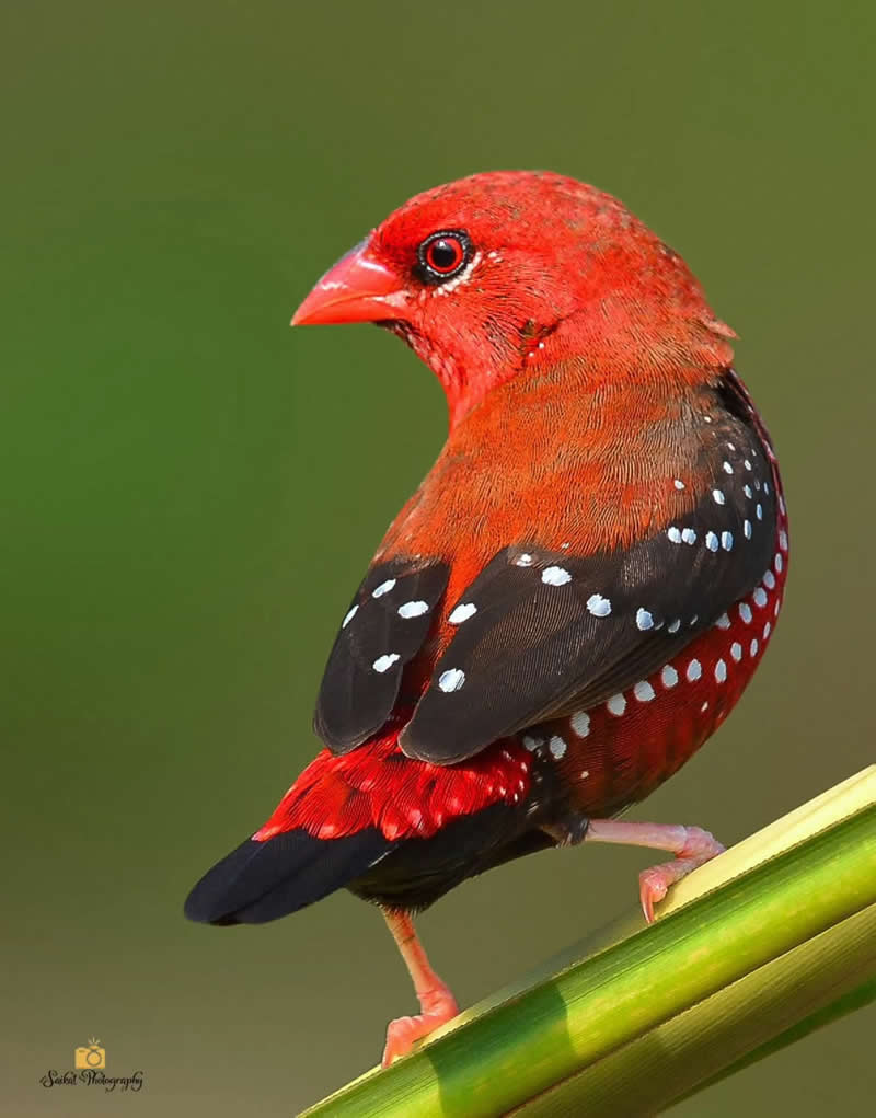 Straberry Finch or Red Munia - Indian Bird Photography by Saikat Banik