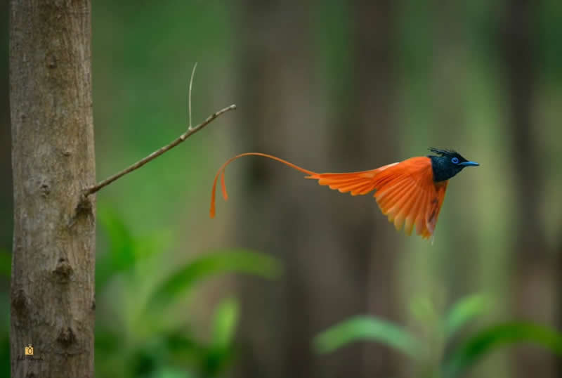 Indian Paradise Flycatcher - Indian Bird Photography by Saikat Banik