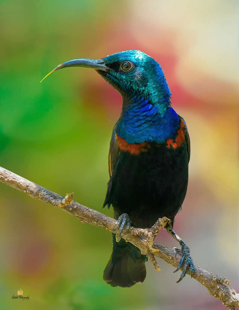Purple Sunbird - Indian Bird Photography by Saikat Banik