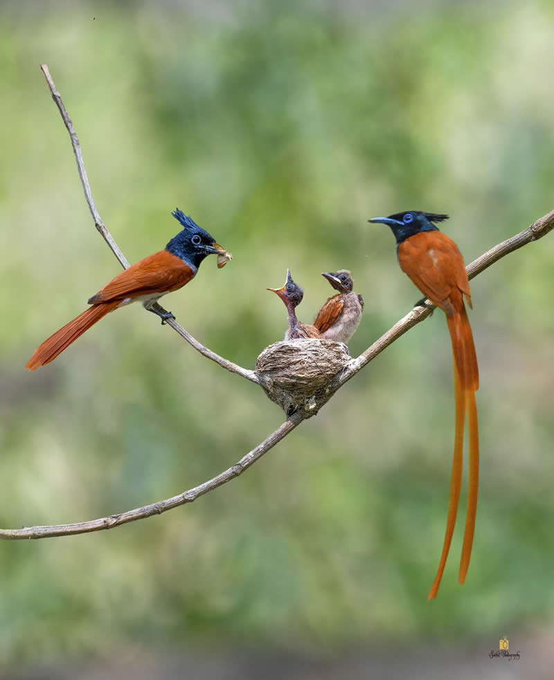 Indian Paradise Flycatcher - Indian Bird Photography by Saikat Banik