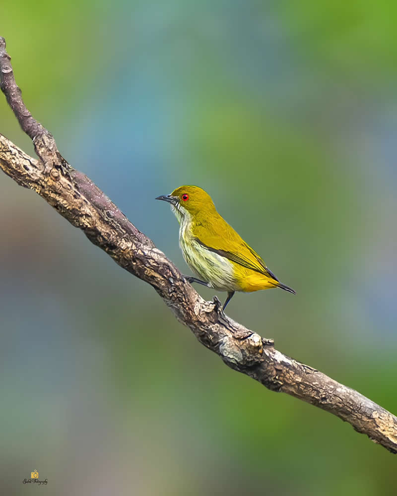 Yellow Vented Flowerpecker - Indian Bird Photography by Saikat Banik