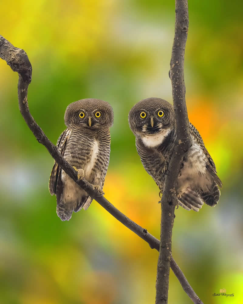Jungle Owlet - Indian Bird Photography by Saikat Banik