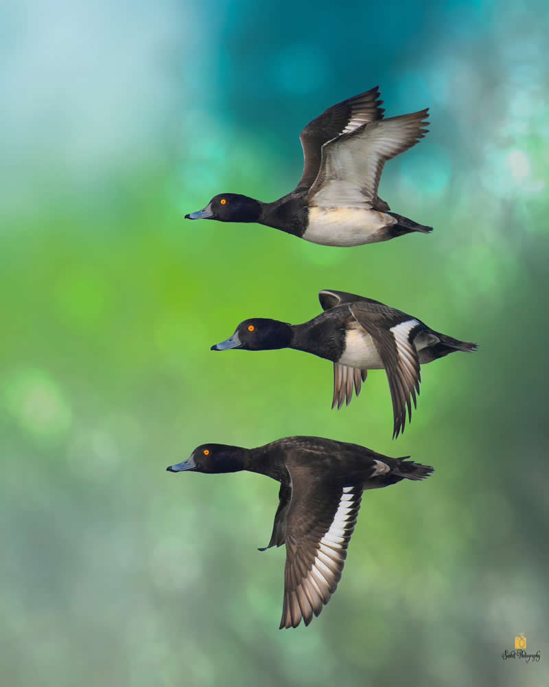 Tufted Duck - Indian Bird Photography by Saikat Banik
