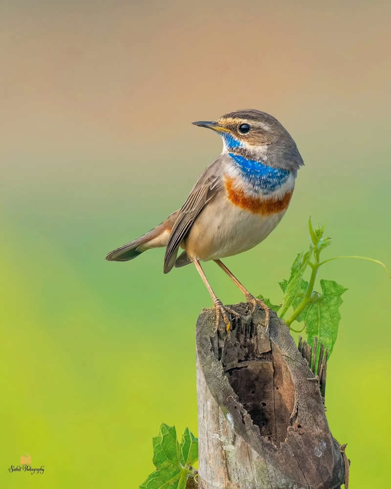 Mr Bluethroat - Indian Bird Photography by Saikat Banik