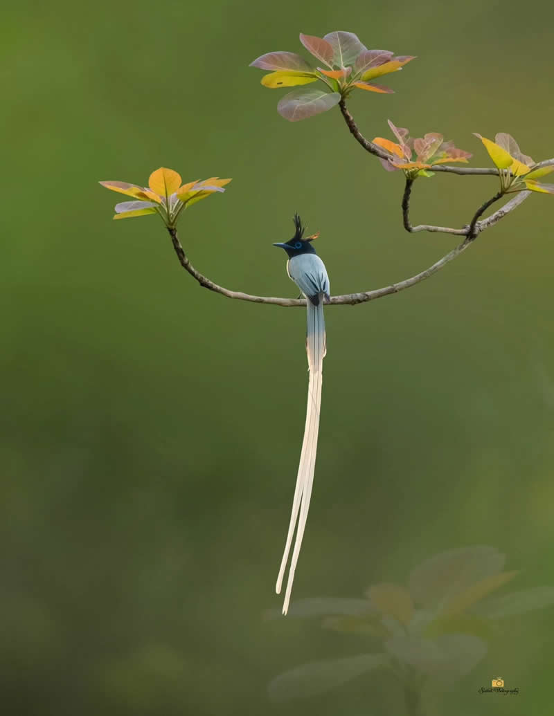 Indian Paradise Flycatcher - Indian Bird Photography by Saikat Banik