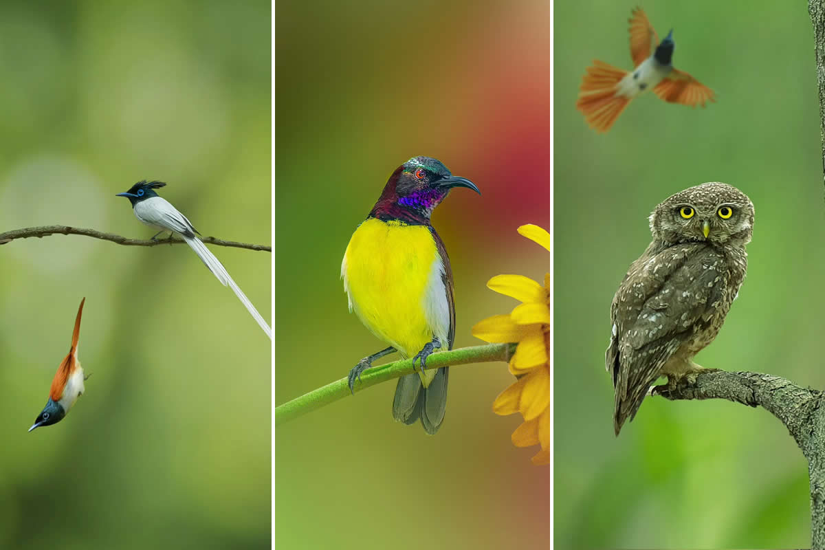 Indian Bird Photography by Saikat Banik
