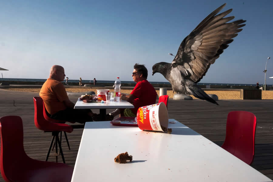 Animal Street by Ilan Ben Yehuda, Israel - LensCulture Street Photography Awards 2025 Winners