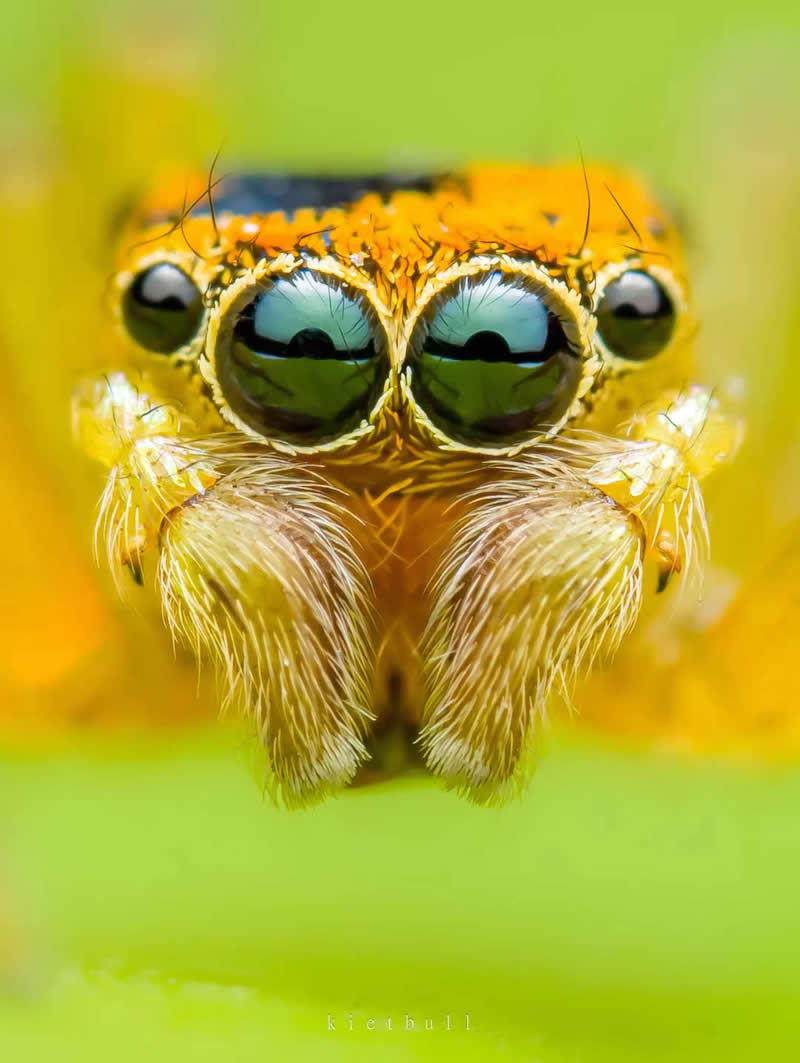My Favorite Macro Shots Last Year - Mesmerizing Macro Photos