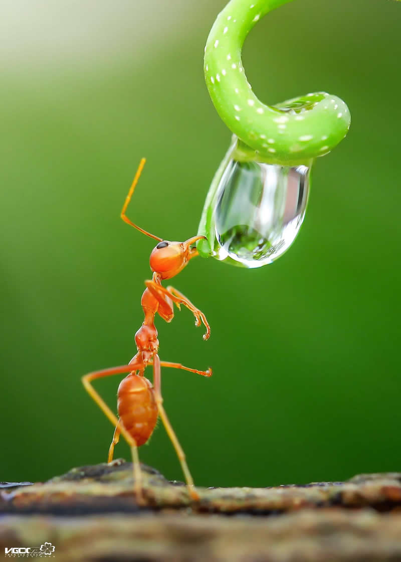An Ant Finds a Drop of Water - Mesmerizing Macro Photos