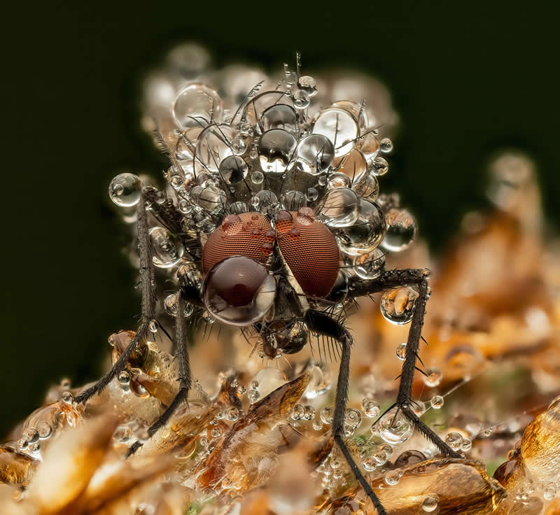 Dewy mornings - Mesmerizing Macro Photos