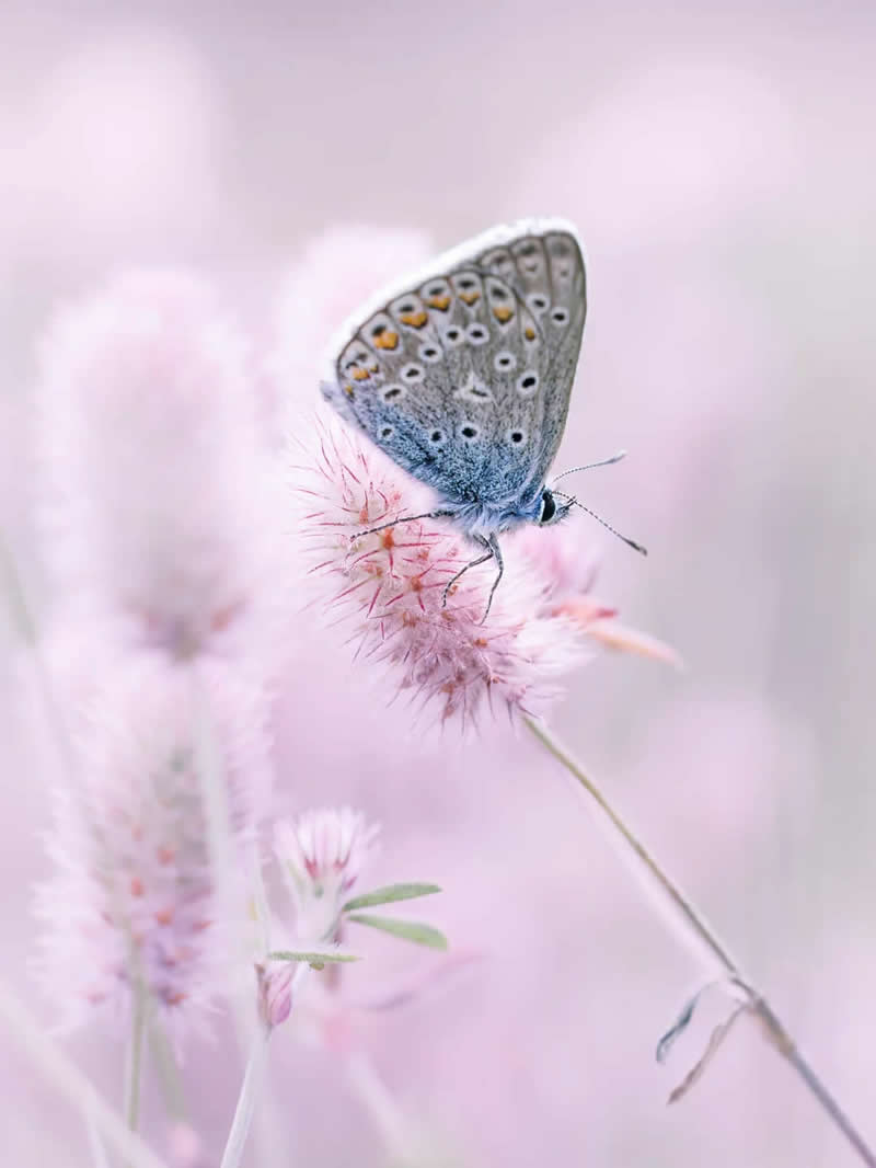 My first tries in macro insect photography - Mesmerizing Macro Photos