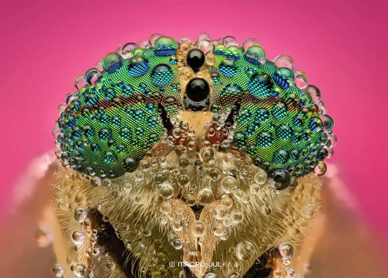 I’m taking part in a photo contest – Which one is your favorite? - Mesmerizing Macro Photos