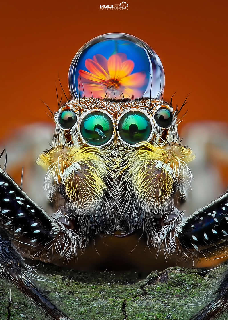 oOOo - Mesmerizing Macro Photos