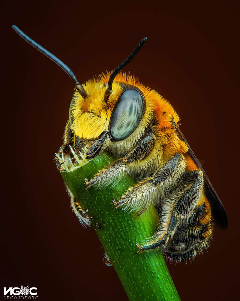 A bee - Mesmerizing Macro Photos