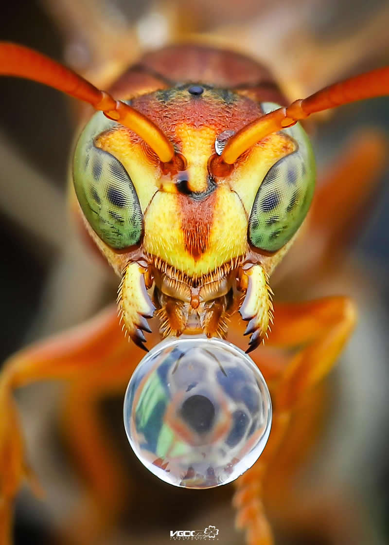 Paperwasp blowing water bubble - Mesmerizing Macro Photos
