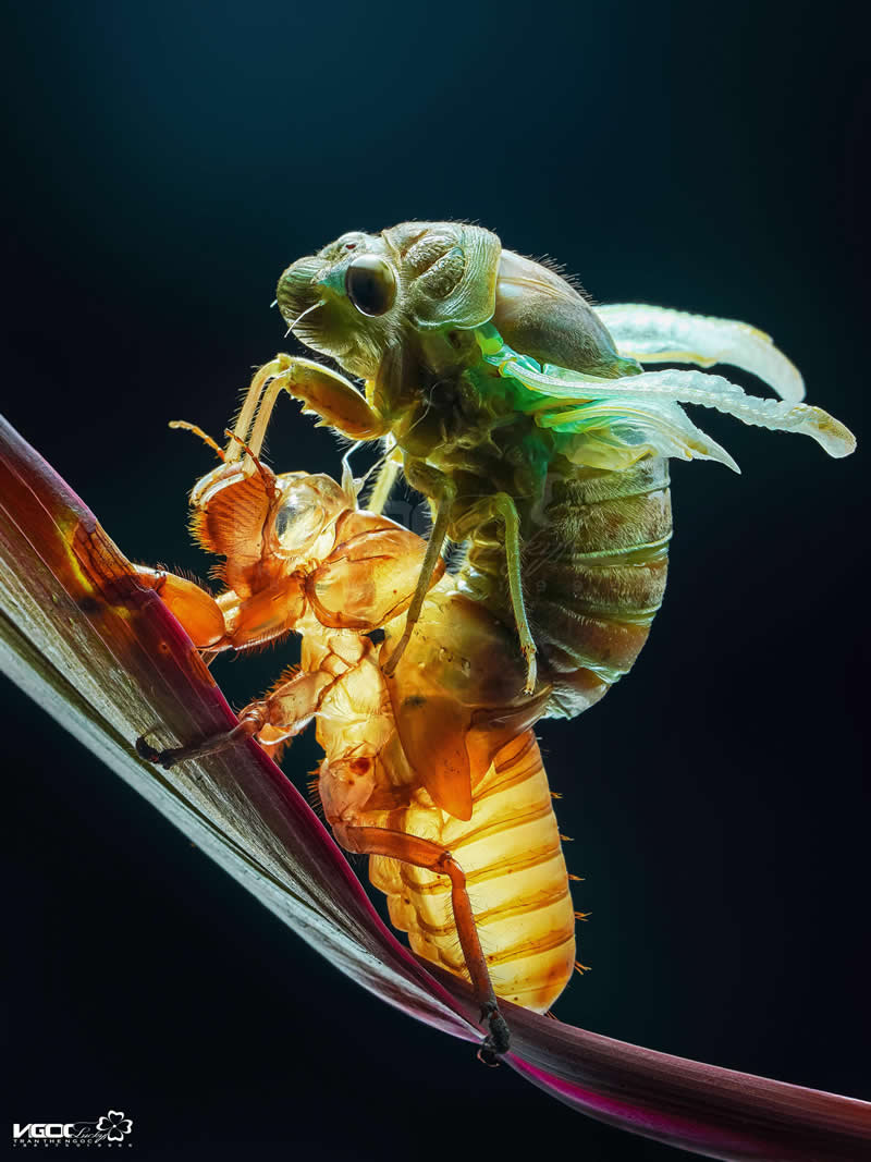 Molting Cicada - Mesmerizing Macro Photos