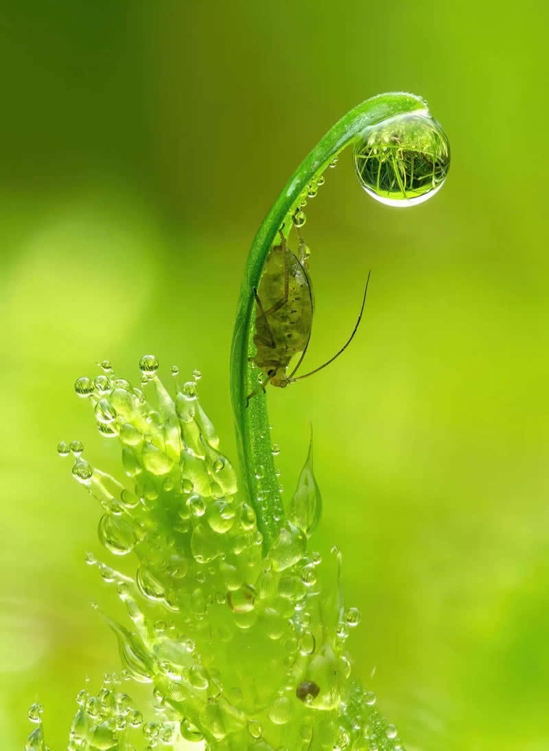 Dew drops and an aphid. Extreme macro - Mesmerizing Macro Photos
