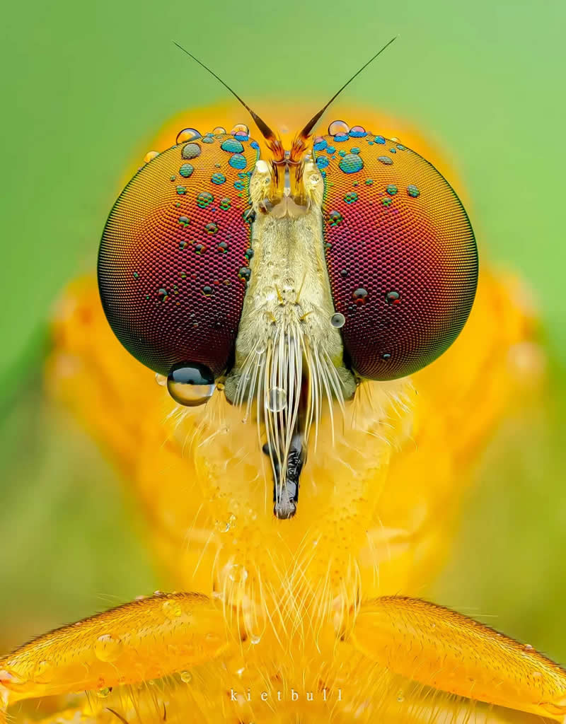 A little macro before bed? - Mesmerizing Macro Photos
