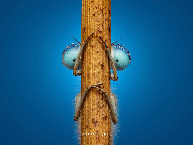 Damselfly hide and seek - Mesmerizing Macro Photos