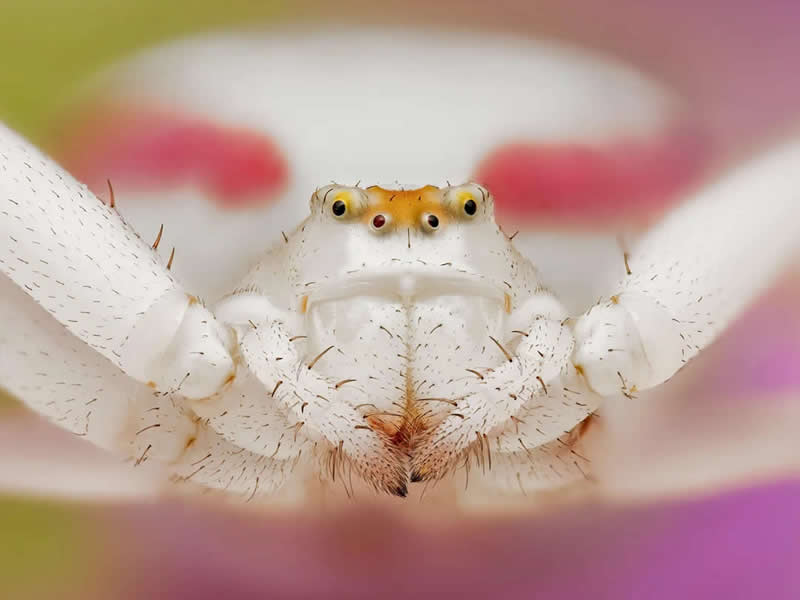 Crab spider portrait in her flower - Mesmerizing Macro Photos