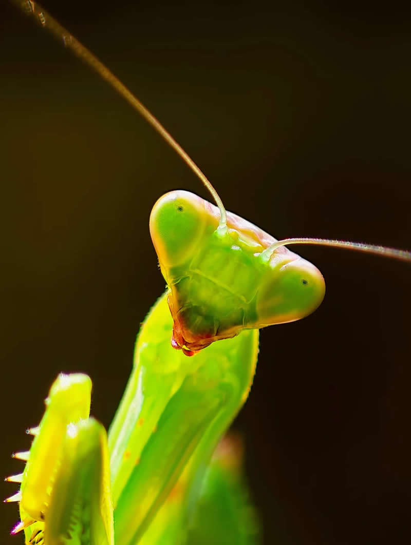 A day at the botanical gardens - Mesmerizing Macro Photos