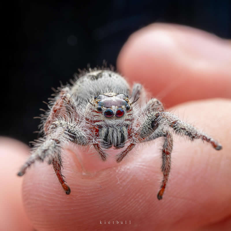 A Snow-White Spider is on my finger - Mesmerizing Macro Photos