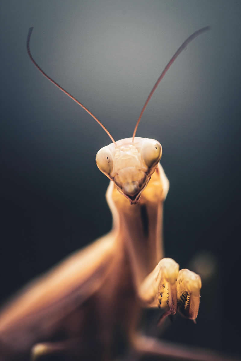 Mantis - Mesmerizing Macro Photos