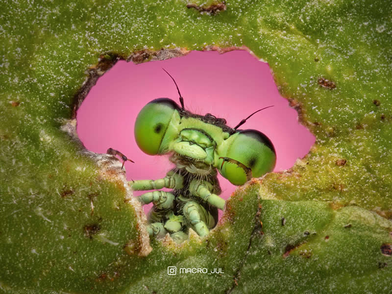 Damselfly with peace sign - Mesmerizing Macro Photos