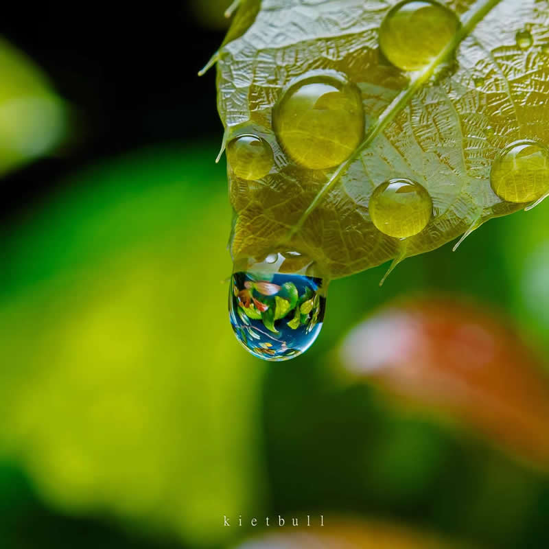 The rain last night - Mesmerizing Macro Photos