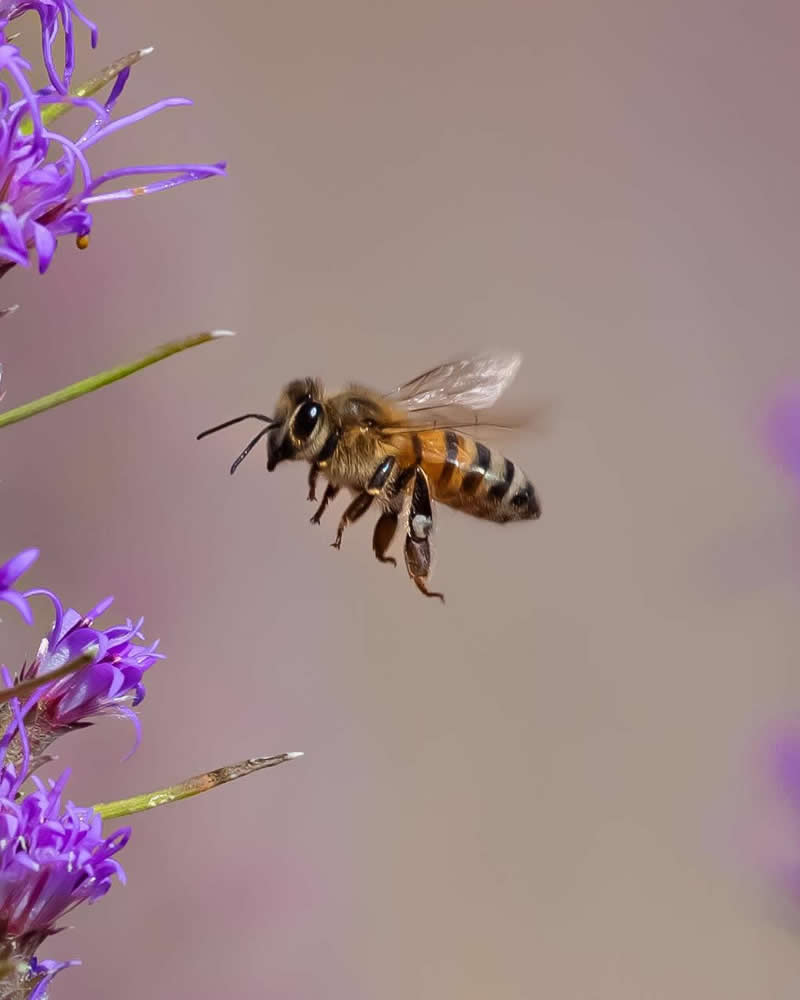 Spicy Fly - Mesmerizing Macro Photos