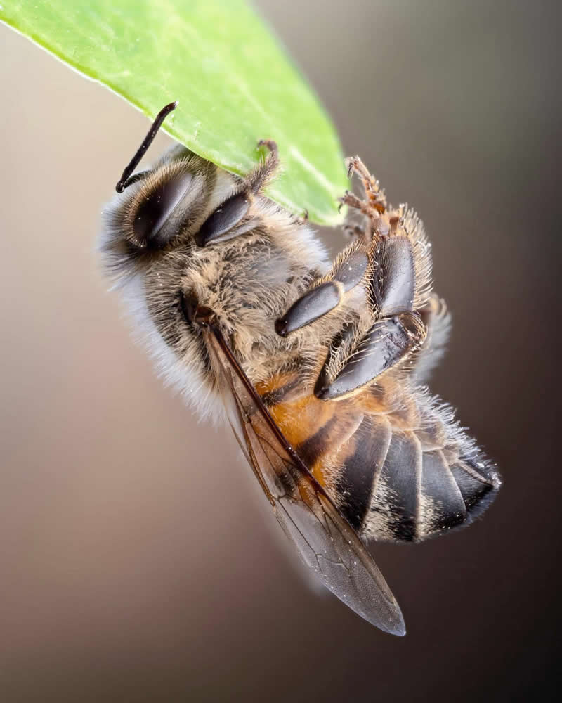 Happy world bee day! - Mesmerizing Macro Photos