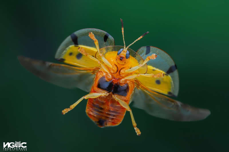 Fly - Mesmerizing Macro Photos