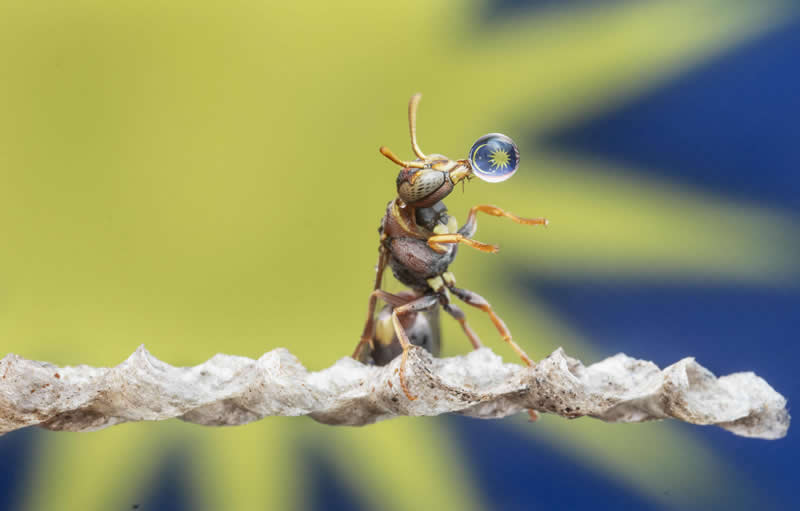 Wasp Bubbling - Mesmerizing Macro Photos