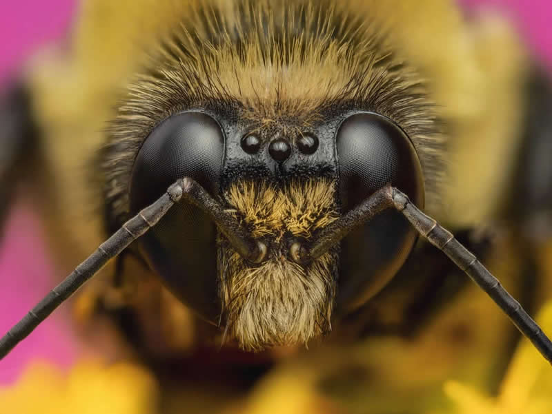 Portrait of a bumblebee - Mesmerizing Macro Photos