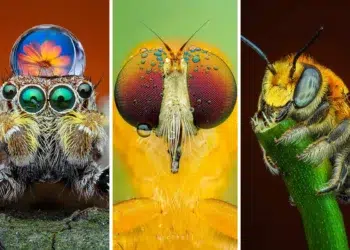 macro photography inspiration