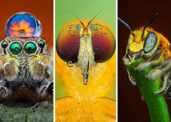 Mesmerizing Macro Photos