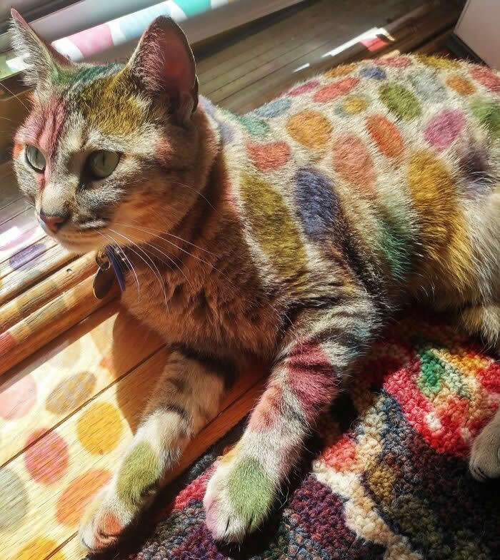 In Cute Cat News - Mind-Bending Photos You Won’t Believe