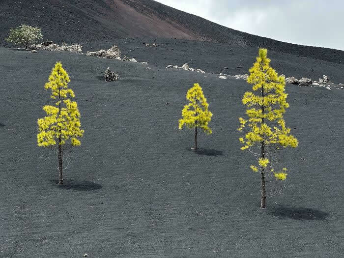 I Came Across These Odd Trees While Hiking A Volcano On Tenerife - Mind-Bending Photos You Won’t Believe