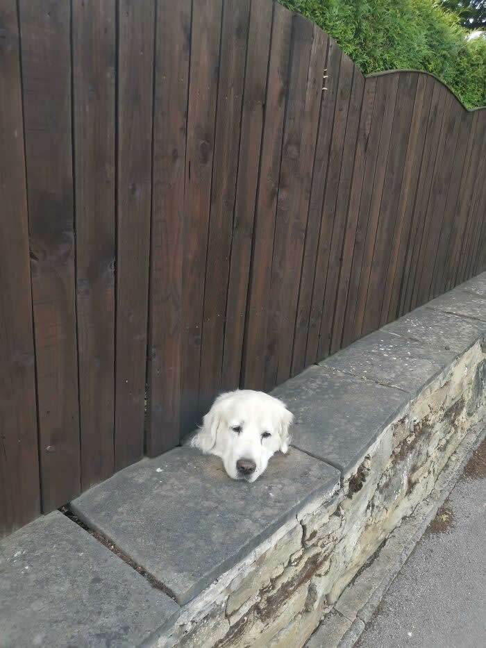 This Dog Had His Own Peep Hole - Mind-Bending Photos You Won’t Believe