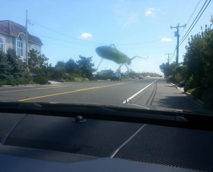 Tried To Take A Photo Of A Grasshopper On My Windshield, But It Looks Like It’s Giant And Destroying The Town - Mind-Bending Photos You Won’t Believe
