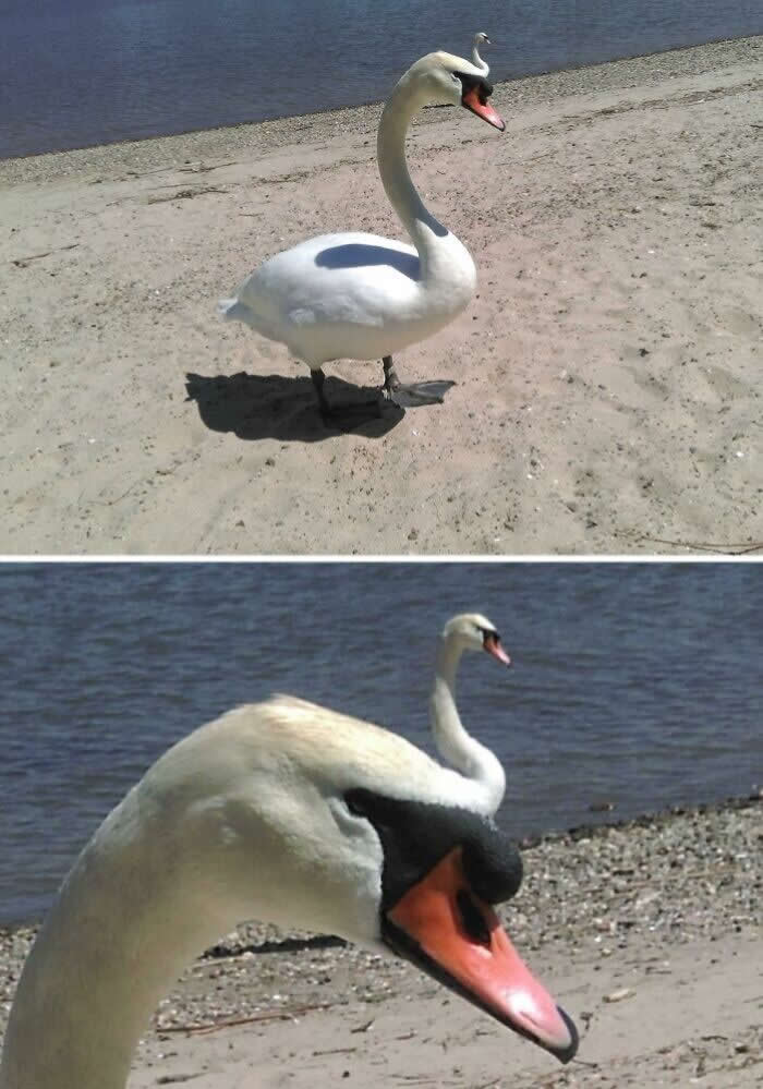 This Picture I Took Of Two Swans That Looks Like One Swan With A Smaller Second Head - Mind-Bending Photos You Won’t Believe